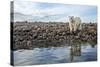 Polar Bear, Hudson Bay, Nunavut, Canada-Paul Souders-Stretched Canvas