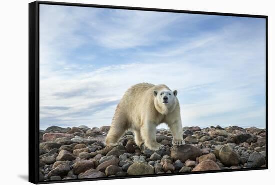 Polar Bear, Hudson Bay, Nunavut, Canada-Paul Souders-Framed Stretched Canvas