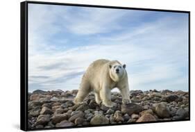 Polar Bear, Hudson Bay, Nunavut, Canada-Paul Souders-Framed Stretched Canvas