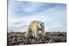 Polar Bear, Hudson Bay, Nunavut, Canada-Paul Souders-Stretched Canvas