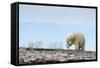 Polar Bear, Hudson Bay, Nunavut, Canada-Paul Souders-Framed Stretched Canvas