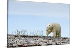 Polar Bear, Hudson Bay, Nunavut, Canada-Paul Souders-Stretched Canvas