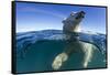 Polar Bear, Hudson Bay, Nunavut, Canada-Paul Souders-Framed Stretched Canvas