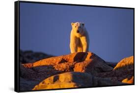 Polar Bear, Hudson Bay, Nunavut, Canada-Paul Souders-Framed Stretched Canvas