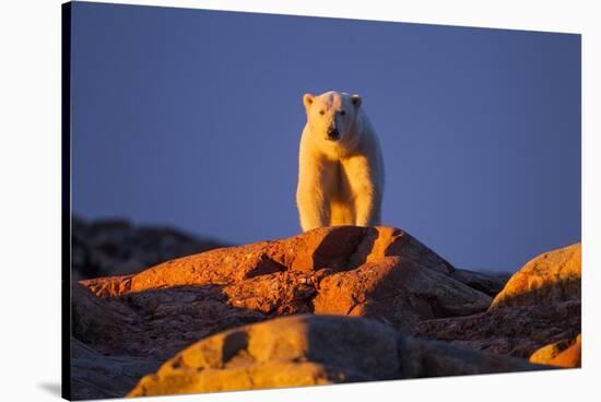 Polar Bear, Hudson Bay, Nunavut, Canada-Paul Souders-Stretched Canvas