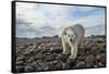 Polar Bear, Hudson Bay, Nunavut, Canada-Paul Souders-Framed Stretched Canvas