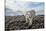 Polar Bear, Hudson Bay, Nunavut, Canada-Paul Souders-Stretched Canvas