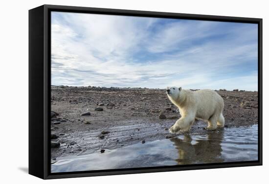 Polar Bear, Hudson Bay, Nunavut, Canada-Paul Souders-Framed Stretched Canvas