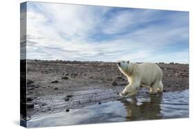 Polar Bear, Hudson Bay, Nunavut, Canada-Paul Souders-Stretched Canvas