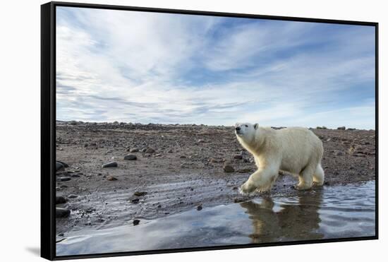 Polar Bear, Hudson Bay, Nunavut, Canada-Paul Souders-Framed Stretched Canvas