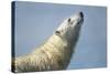 Polar Bear, Hudson Bay, Nunavut, Canada-Paul Souders-Stretched Canvas