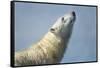 Polar Bear, Hudson Bay, Nunavut, Canada-Paul Souders-Framed Stretched Canvas