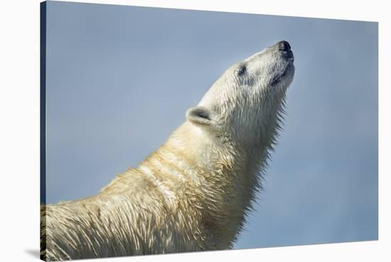 Polar Bear, Hudson Bay, Nunavut, Canada-Paul Souders-Stretched Canvas