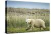 Polar Bear, Hudson Bay, Nunavut, Canada-Paul Souders-Stretched Canvas