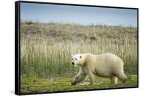 Polar Bear, Hudson Bay, Nunavut, Canada-Paul Souders-Framed Stretched Canvas