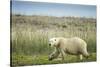 Polar Bear, Hudson Bay, Nunavut, Canada-Paul Souders-Stretched Canvas