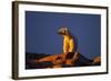 Polar Bear, Hudson Bay, Nunavut, Canada-Paul Souders-Framed Photographic Print