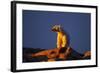 Polar Bear, Hudson Bay, Nunavut, Canada-Paul Souders-Framed Photographic Print