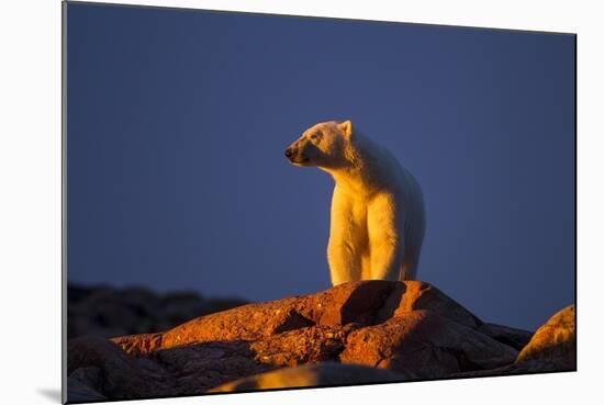 Polar Bear, Hudson Bay, Nunavut, Canada-Paul Souders-Mounted Photographic Print