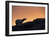 Polar Bear, Hudson Bay, Nunavut, Canada-Paul Souders-Framed Photographic Print