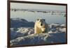 Polar Bear, Hudson Bay, Nunavut, Canada-Paul Souders-Framed Photographic Print