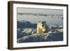 Polar Bear, Hudson Bay, Nunavut, Canada-Paul Souders-Framed Photographic Print