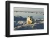 Polar Bear, Hudson Bay, Nunavut, Canada-Paul Souders-Framed Photographic Print