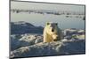 Polar Bear, Hudson Bay, Nunavut, Canada-Paul Souders-Mounted Photographic Print