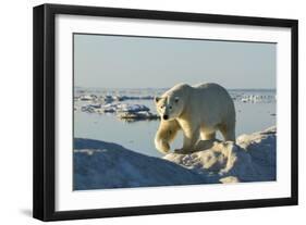 Polar Bear, Hudson Bay, Nunavut, Canada-Paul Souders-Framed Photographic Print