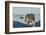 Polar Bear, Hudson Bay, Nunavut, Canada-Paul Souders-Framed Photographic Print