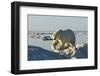 Polar Bear, Hudson Bay, Nunavut, Canada-Paul Souders-Framed Photographic Print