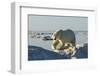 Polar Bear, Hudson Bay, Nunavut, Canada-Paul Souders-Framed Photographic Print