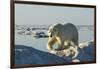 Polar Bear, Hudson Bay, Nunavut, Canada-Paul Souders-Framed Photographic Print