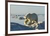 Polar Bear, Hudson Bay, Nunavut, Canada-Paul Souders-Framed Photographic Print