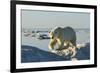 Polar Bear, Hudson Bay, Nunavut, Canada-Paul Souders-Framed Photographic Print