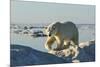 Polar Bear, Hudson Bay, Nunavut, Canada-Paul Souders-Mounted Photographic Print