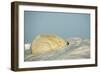 Polar Bear, Hudson Bay, Nunavut, Canada-Paul Souders-Framed Photographic Print