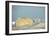 Polar Bear, Hudson Bay, Nunavut, Canada-Paul Souders-Framed Photographic Print