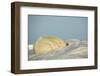 Polar Bear, Hudson Bay, Nunavut, Canada-Paul Souders-Framed Photographic Print