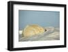 Polar Bear, Hudson Bay, Nunavut, Canada-Paul Souders-Framed Photographic Print