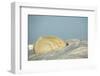 Polar Bear, Hudson Bay, Nunavut, Canada-Paul Souders-Framed Photographic Print