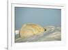 Polar Bear, Hudson Bay, Nunavut, Canada-Paul Souders-Framed Photographic Print