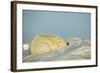 Polar Bear, Hudson Bay, Nunavut, Canada-Paul Souders-Framed Photographic Print