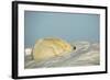 Polar Bear, Hudson Bay, Nunavut, Canada-Paul Souders-Framed Photographic Print