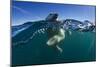 Polar Bear, Hudson Bay, Nunavut, Canada-Paul Souders-Mounted Photographic Print