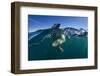 Polar Bear, Hudson Bay, Nunavut, Canada-Paul Souders-Framed Photographic Print