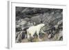 Polar Bear, Hudson Bay, Nunavut, Canada-Paul Souders-Framed Photographic Print