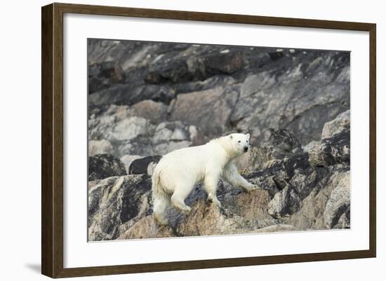 Polar Bear, Hudson Bay, Nunavut, Canada-Paul Souders-Framed Photographic Print