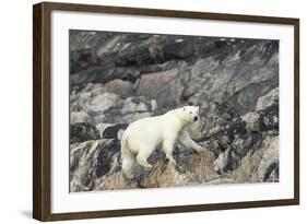 Polar Bear, Hudson Bay, Nunavut, Canada-Paul Souders-Framed Photographic Print