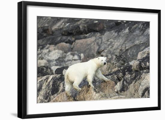 Polar Bear, Hudson Bay, Nunavut, Canada-Paul Souders-Framed Photographic Print